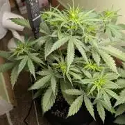 The Breeder’s Dream 100% Untrained