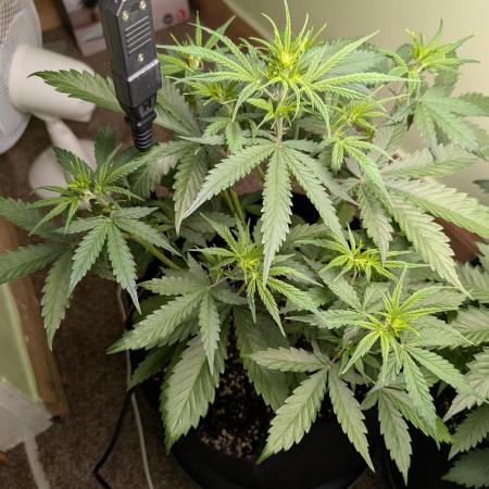The Breeder’s Dream 100% Untrained