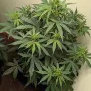 Just Let It Grow...