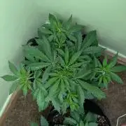 GG4 Auto & OG Kush Auto