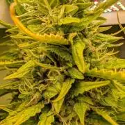 GG4 & OG: Genetics Beats Expensive Gear