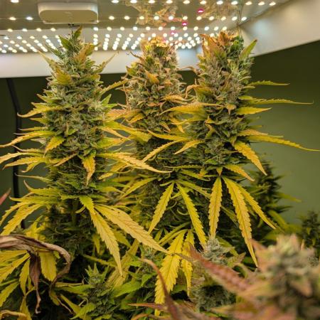 GG4 & OG: Genetics Beats Expensive Gear