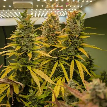 GG4 & OG: Genetics Beats Expensive Gear