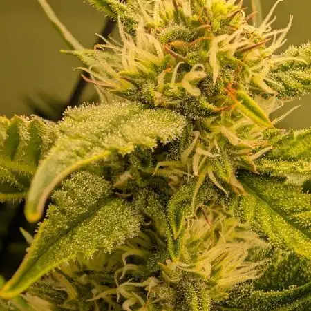 GG4 & OG: Genetics Beats Expensive Gear