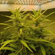 GG4 & OG Kush Auto