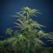 Purple Cookie Kush by Sensi Seeds