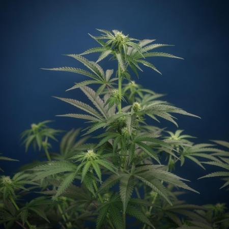 Purple Cookie Kush by Sensi Seeds