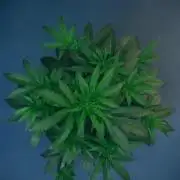Purple Cookie Kush by Sensi Seeds