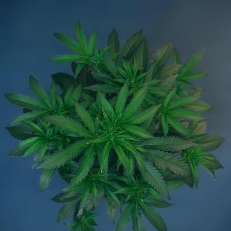 Purple Cookie Kush by Sensi Seeds