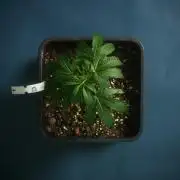 Purple Cookie Kush by Sensi Seeds