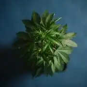 Purple Cookie Kush by Sensi Seeds