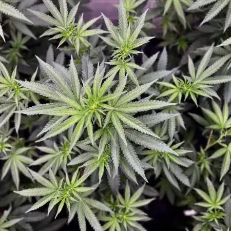 Purple Cookie Kush by Sensi Seeds