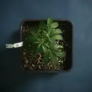 Purple Cookie Kush by Sensi Seeds