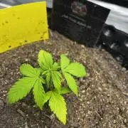 Auto Candy Bubatz XL