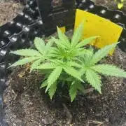 Strawberry Soda #1