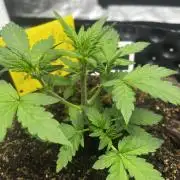 Strawberry Soda #1