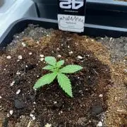 Jev‘s Test 🥦