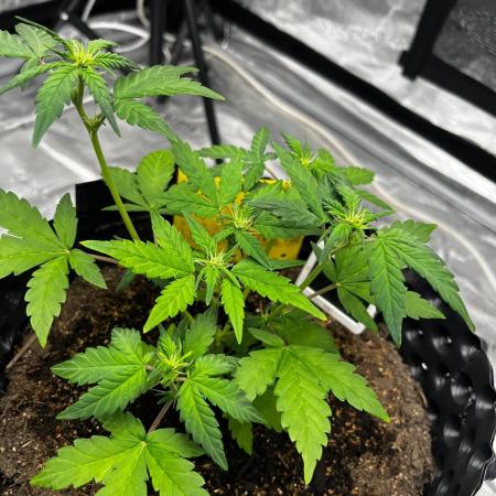 RiotLab Projekt #3