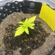 Glueberry OG