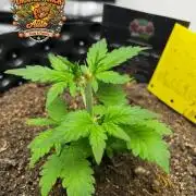 Critical Orange Punch #1