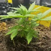 Critical Orange Punch #1