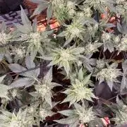 pmxts#1/2 flower run #2