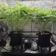 Critical Daddy Purple