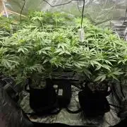 Critical Daddy Purple