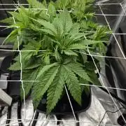 Critical Daddy Purple