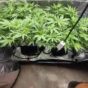 Critical Daddy Purple