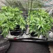Critical Daddy Purple