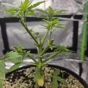 Critical Daddy Purple