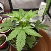 mini perpetual grow