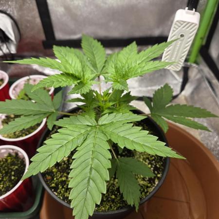 mini perpetual grow