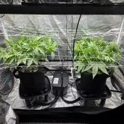 Critical Daddy Purple
