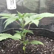 Mosi exotics