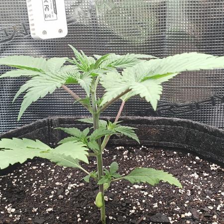Mosi exotics