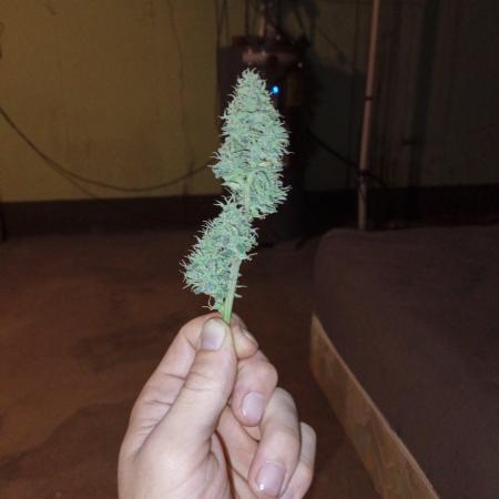First grow(Blueberry auto)