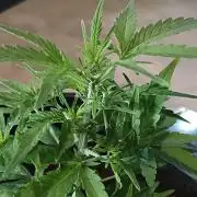First grow(Blueberry auto)