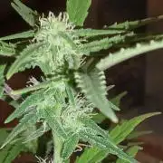 First grow(Blueberry auto)