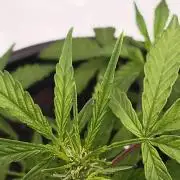 First grow(Blueberry auto)
