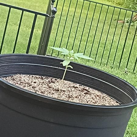 First grow(Blueberry auto)