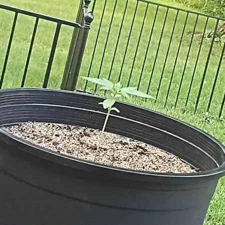 First grow(Blueberry auto)