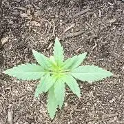 First grow(Blueberry auto)