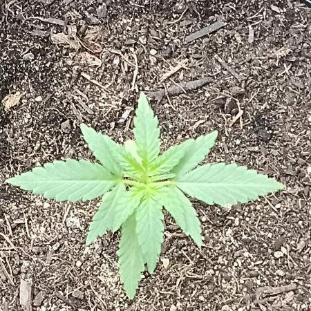 First grow(Blueberry auto)