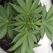 Mosi exotics