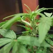 First grow(Blueberry auto)