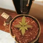 Another Random Og