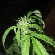 First grow(Blueberry auto)