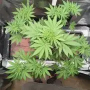 Mosi exotics